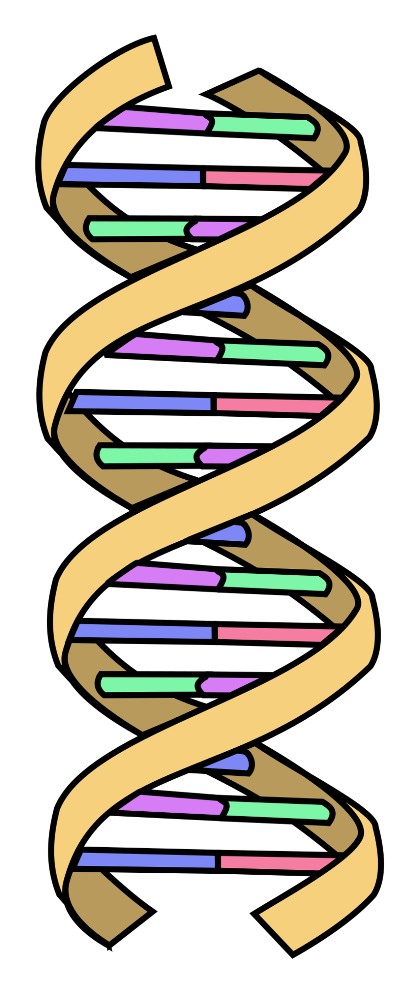 DNA Biology Basics