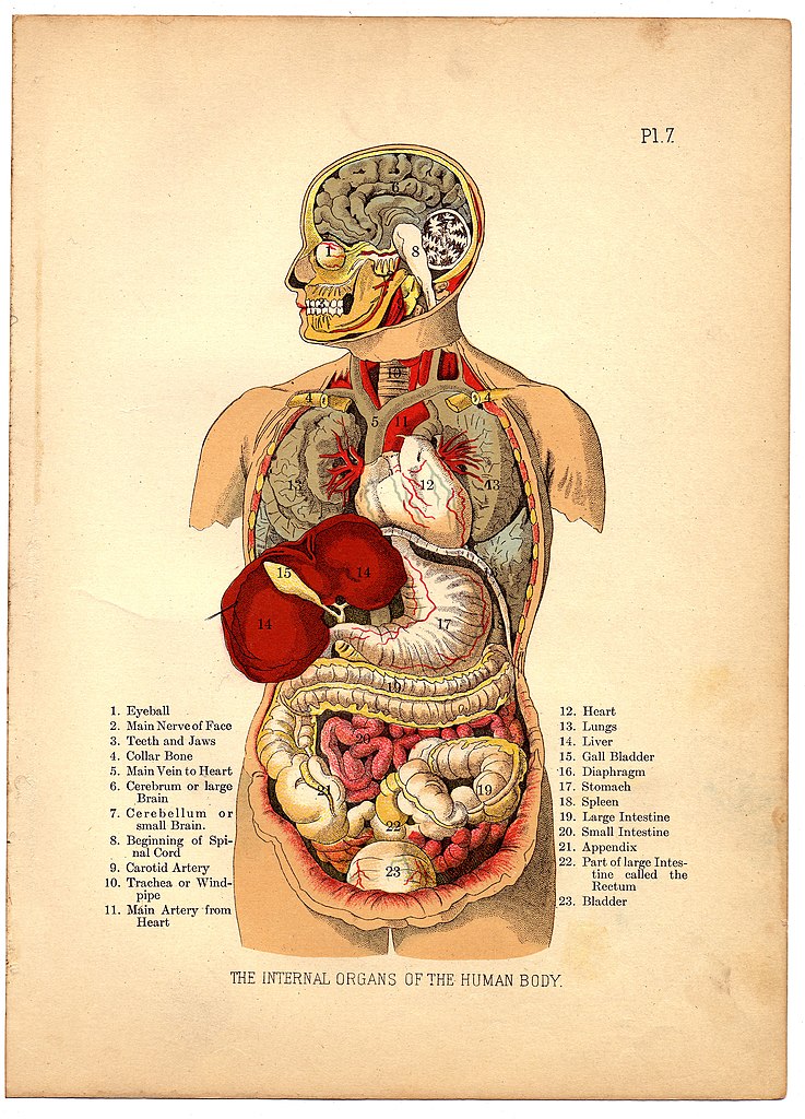 Human Anatomy